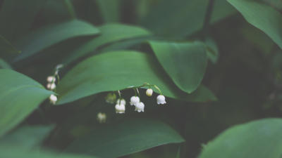 Lily of the valley